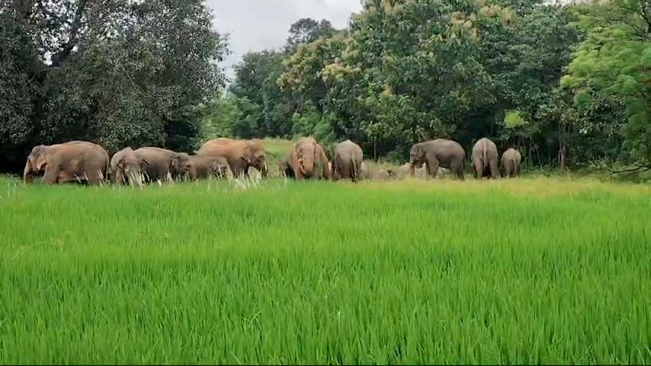 मैनपुर क्षेत्र में हाथियों का आतंक