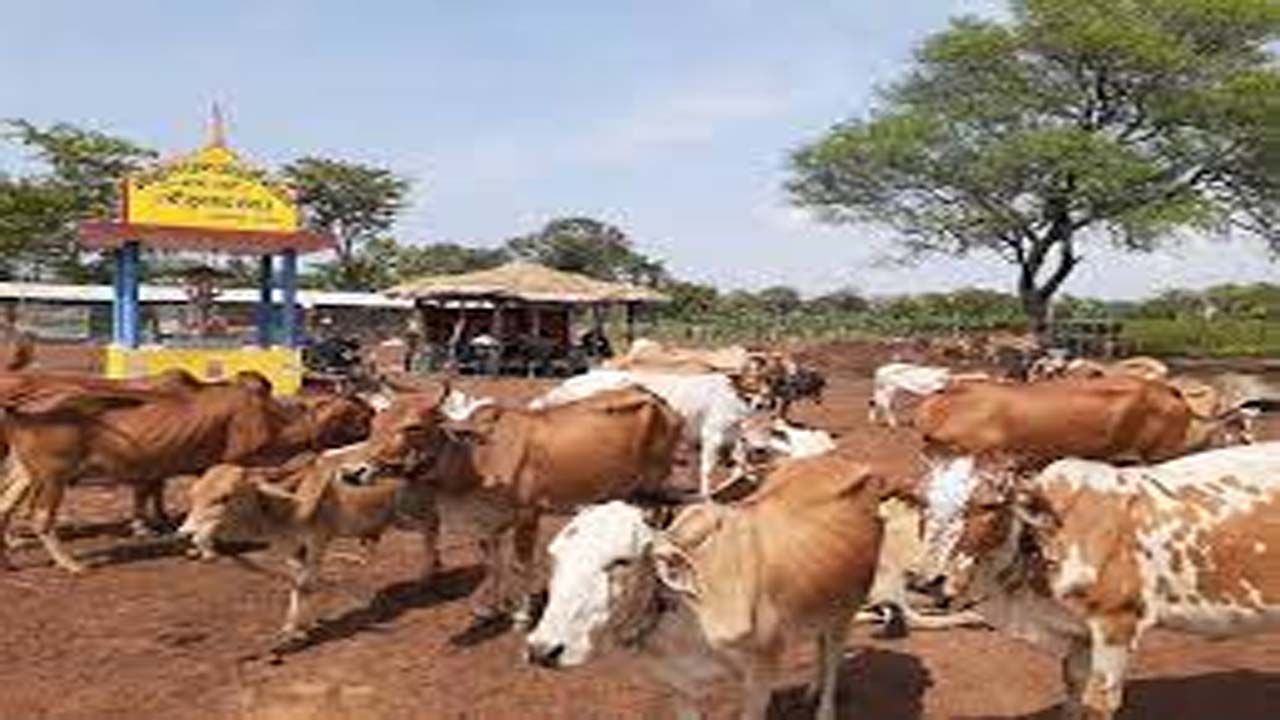छत्तीसगढ़ में गौधाम योजना की शुरुआत : सीएम साय बोले - पशुधन सुरक्षा, नस्ल सुधार और रोजगार में आएगा नया आयाम