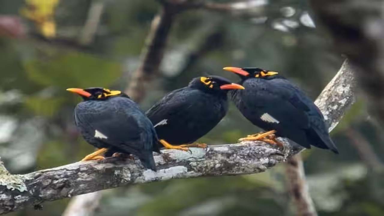 राजकीय पक्षी पहाड़ी मैना