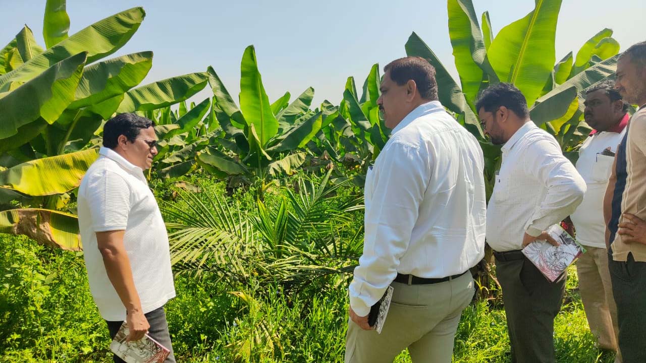 खाद्य तेल में आत्मनिर्भरता की ओर छत्तीसगढ़ : राज्य में 10,796 हेक्टेयर क्षेत्रों में ऑयल पाम की खेती