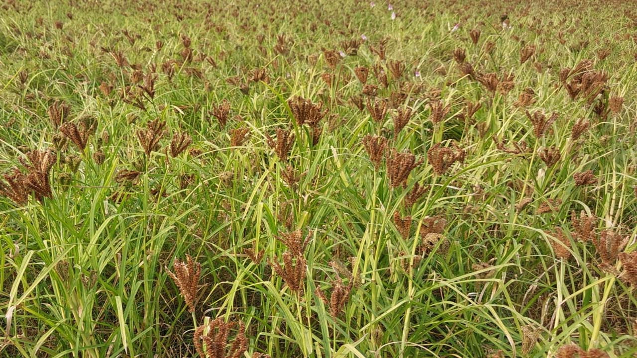 रागी की खेती फसल प्रदर्शन तक सीमित, बिक्री के लिए मंडी नहीं